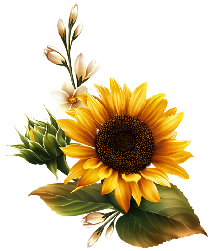Sunflower Oil: The Nourishing Protector